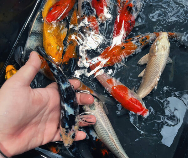 Combo cá Koi (size 10-20cm) - Hình ảnh 5