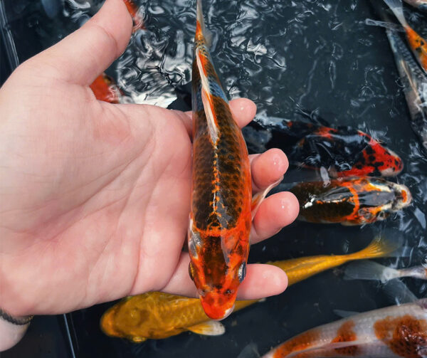Combo cá Koi (size 10-20cm) - Hình ảnh 8