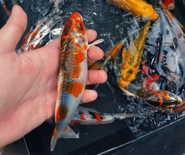 Combo cá Koi (size 10-20cm) - Hình ảnh 4