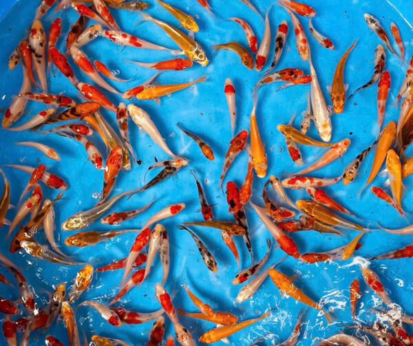 Combo cá Koi (size 5-10cm) - Hình ảnh 5