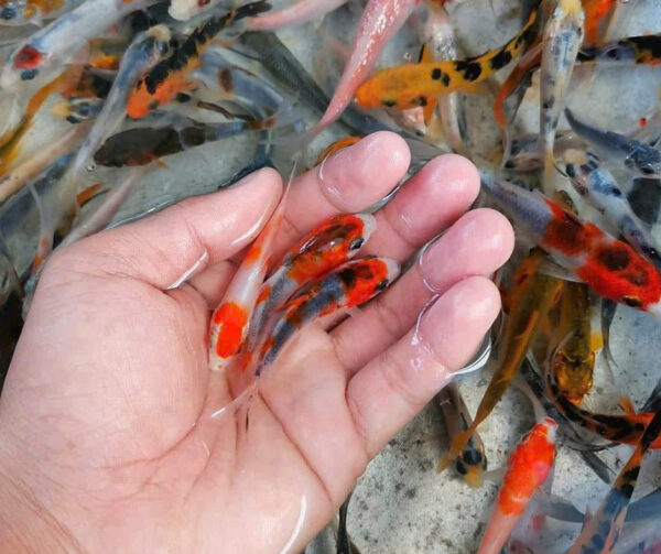 Combo cá Koi (size 3-5cm) - Hình ảnh 2