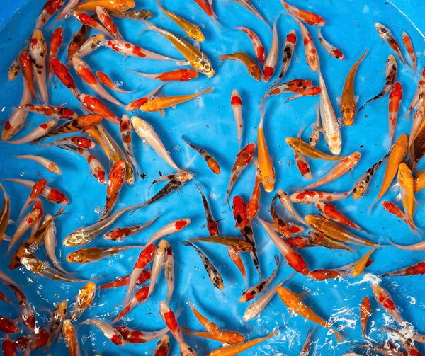 Combo cá Koi (size 5-10cm) - Hình ảnh 3