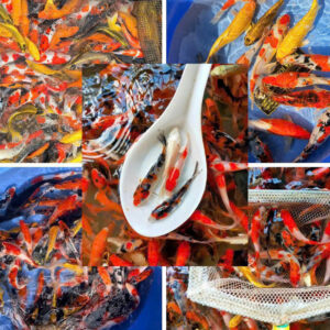 Combo cá Koi (size 3-5cm)