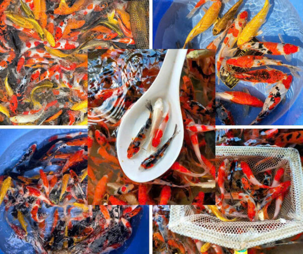 Combo cá Koi (size 3-5cm)