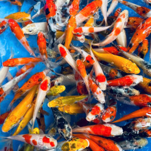Combo cá Koi (size 5-10cm)