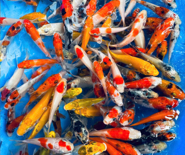 Combo cá Koi (size 5-10cm)